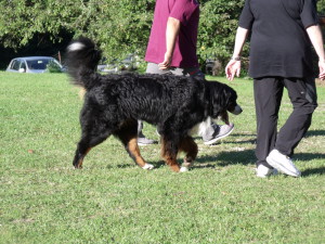 bovaro del bernese raduno grabber folgaria 2016 5